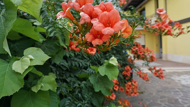 Orange Tecomo Flower Seeds – Heirloom, Non-GMO, High Germination Seeds