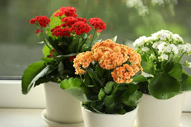 Mix Kalanchoe Flower Seeds – Heirloom, Non-GMO, High Germination Seeds