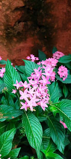 Pentas Flower Seeds Pink – Heirloom, Non-GMO, High Germination Seeds for Planting