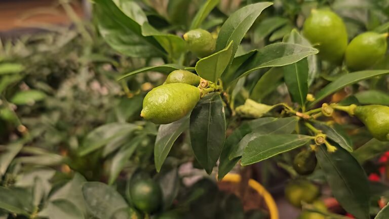 Green Lemon Talinum Plant Seeds–Ornamental Plant Seeds–Heirloom&amp;Non-GMO Seeds for Planting High Germination Organic Garden Seeds