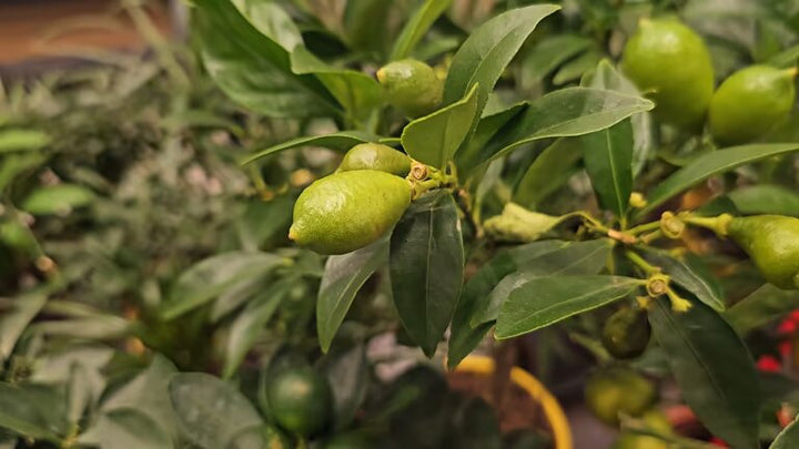 Green Lemon Talinum Plant Seeds–Ornamental Plant Seeds–Heirloom&amp;Non-GMO Seeds for Planting High Germination Organic Garden Seeds