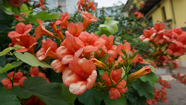 Orange Tecomo Flower Seeds – Heirloom, Non-GMO, High Germination Seeds