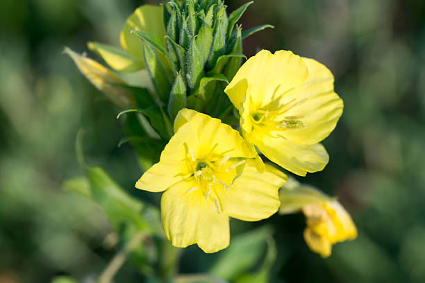 Yellow Oenothera Flower Seeds – Heirloom, Non-GMO, High Germination Seeds