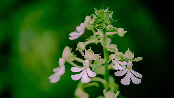 Blassrosa Lobelien-Samen – Alte Sorte, gentechnikfrei, hohe Keimrate, Bio-Gartensamen zum Anpflanzen