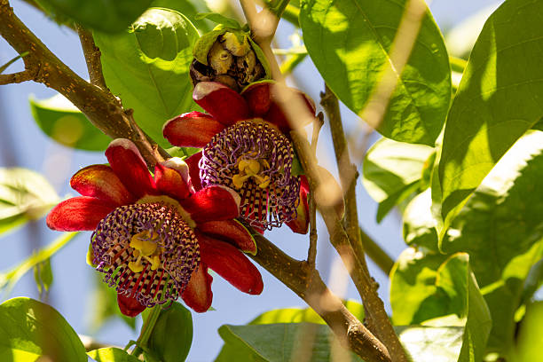 Passion Flower Seeds Red – Heirloom, Non-GMO Seeds for Planting