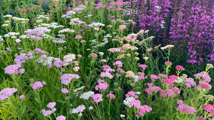 Mixed Achillea Ballerina Flower Seeds – Heirloom, Non-GMO, High Germination Seeds