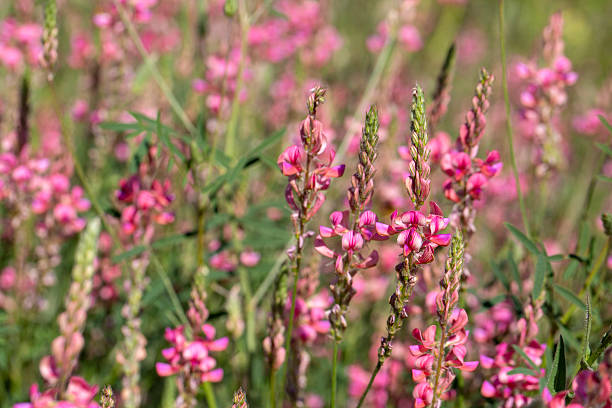 Red Lespedeza Flower Seeds – Heirloom, Non-GMO, High Germination Seeds