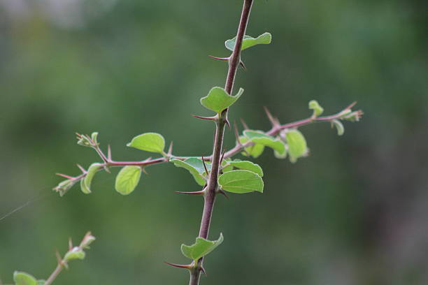 Ziziphus Plant Seeds – Heirloom &amp; Non-GMO Hardy, Resilient Seeds for Planting | High Germination | Organic Garden Seeds
