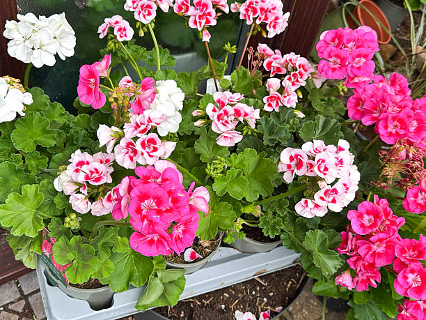 Mixed Pelargonium Flower Seeds – Heirloom, Non-GMO, High Germination Seeds