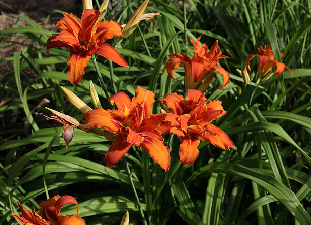 Orange Hemerocallis Flower Seeds – Heirloom, Non-GMO, High Germination Seeds