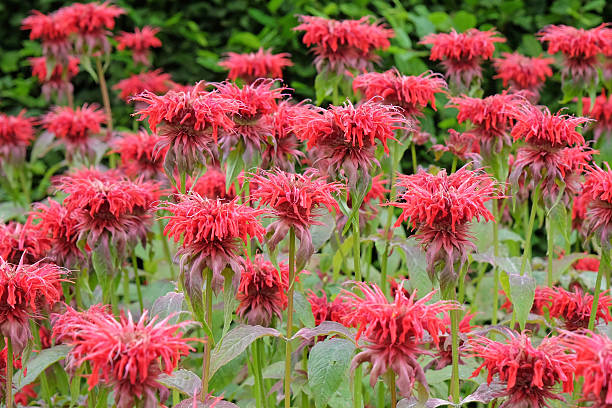 Red Monarda Scarlet Bee Balm Flower Seeds – Heirloom, Non-GMO Seeds