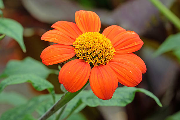 Orange Tithonia Rotundifolia Flower Seeds – Heirloom, Non-GMO, High Germination Seeds