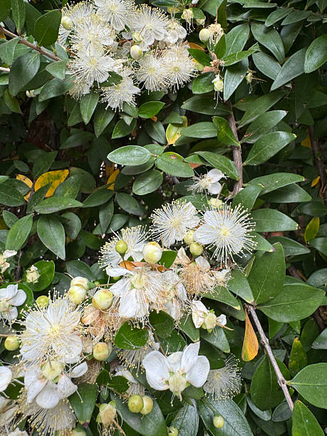 White Lemon Myrtle Flower Seeds – Heirloom, Non-GMO, High Germination Seeds