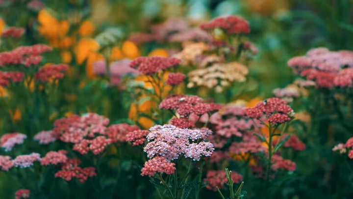 Mixed Achillea Flower Seeds – Heirloom, Non-GMO, High Germination Seeds