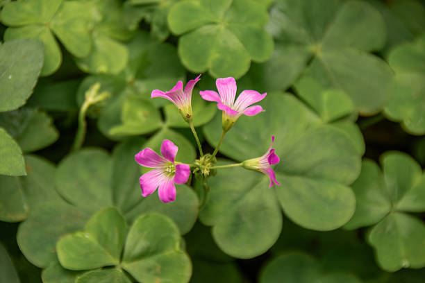 Semillas de flores de Oxalis rosa – Cimelio, sin OMG, semillas orgánicas de alta germinación para plantar en el jardín