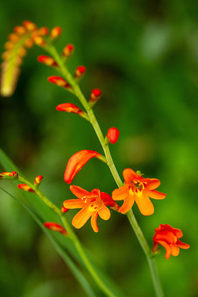 Orange Crocosmia Flower Seeds – Heirloom, Non-GMO, High Germination Seeds