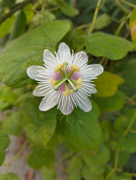 White Passiflora Aurantia Flower Seeds – Heirloom, Non-GMO, High Germination Seeds
