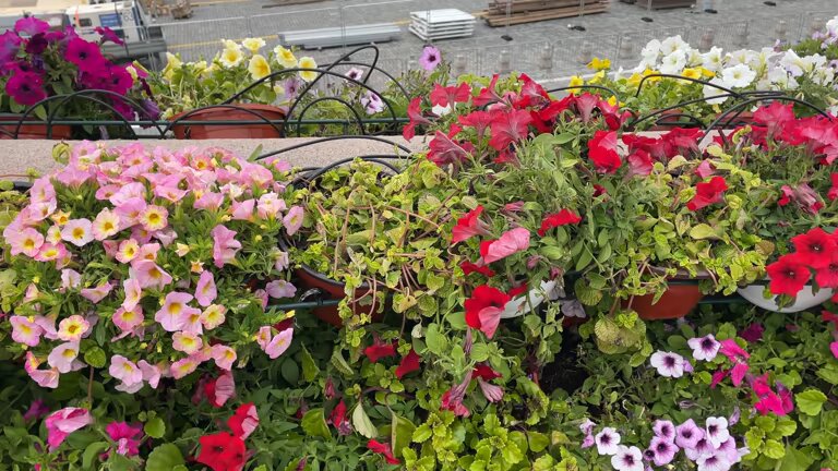 Semillas Mixtas de Petunia Colgante – Heredadas, No Modificadas Genéticamente, Semillas de Alta Germinación
