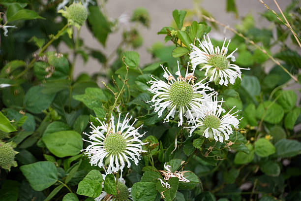 Weiße Monarda Blumensamen – Heirloom, gentechnikfrei, keimstark, Bio-Gartensamen zum Pflanzen