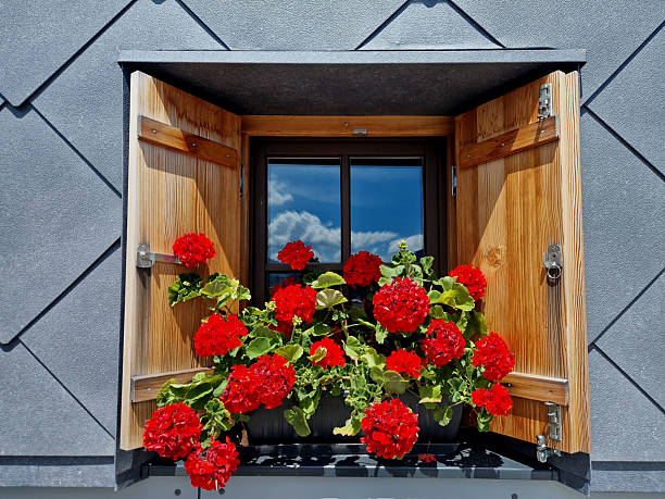 Rote Mini-Pelargonium-Blumensamen – Alte Sorte, gentechnikfrei, keimstark, Bio-Gartensamen zum Pflanzen