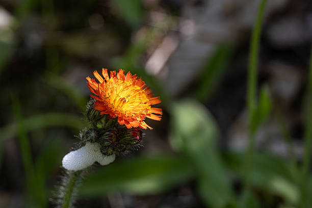 Orange Hieracium Aurantiacum Flower Seeds – Heirloom, Non-GMO Seeds
