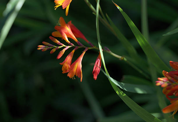 Orange Crocosmia Flower Seeds – Heirloom, Non-GMO, High Germination Seeds