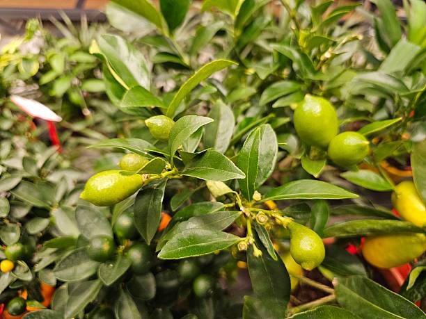 Green Lemon Talinum Plant Seeds–Ornamental Plant Seeds–Heirloom&amp;Non-GMO Seeds for Planting High Germination Organic Garden Seeds