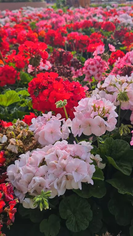 Mixed Geranium Apple Blossom Flower Seeds – Heirloom, Non-GMO Seeds for Planting