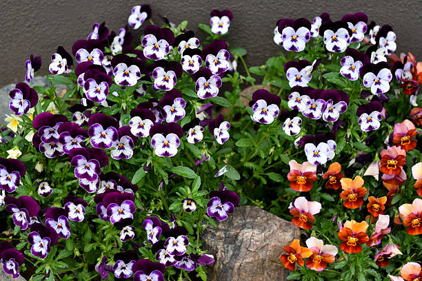 Mixed Pansy Flower Seeds – Heirloom, Non-GMO, High Germination Seeds