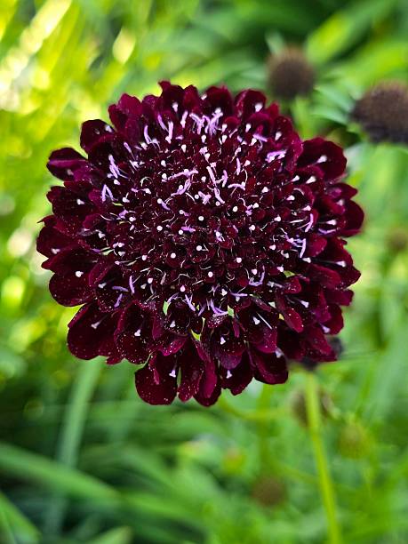 Maroon Scabiosa Flower Seeds – Heirloom, Non-GMO High Germination Seeds