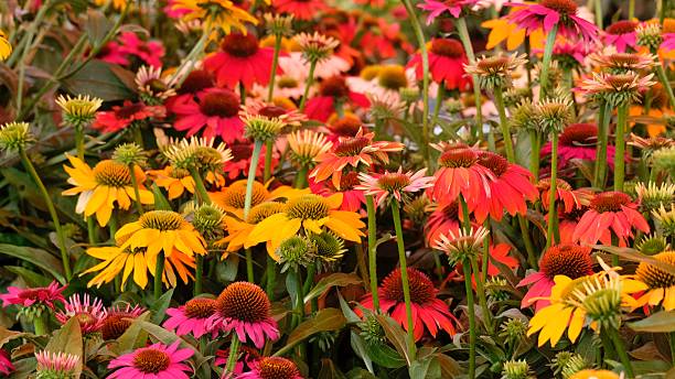 Mixed Coneflower Flower Seeds – Heirloom, Non-GMO, High Germination Seeds