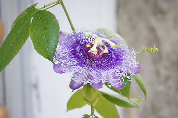 Passion Flower Seeds Purple – Heirloom, Non-GMO Seeds for Planting