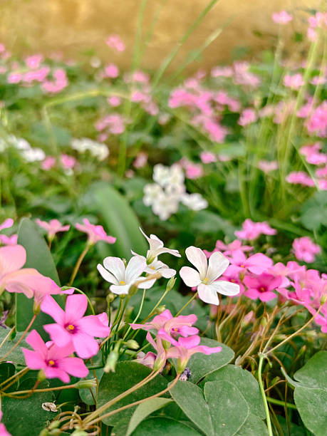 Mixed Perennial Oxalis Flower Seeds – Heirloom, Non-GMO, High Germination Seeds