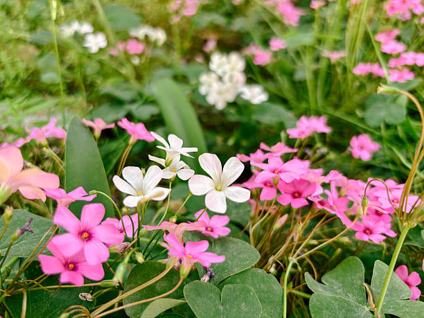Mixed Oxalis Flower Seeds – Heirloom, Non-GMO, High Germination Seeds