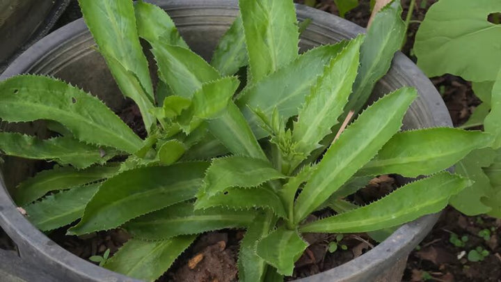 Eryngium Foetidum Seeds for Planting – Heirloom Non-GMO High Germination Organic Garden Seeds