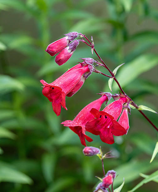 Penstemon Flower Seeds Red – Heirloom, Non-GMO, High Germination Seeds