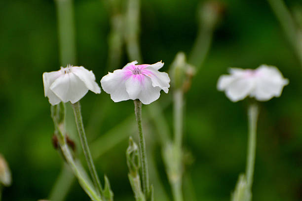 White Pink Lychnis Flower Seeds Heirloom Non-GMO High Germination Organic Garden Seeds for Planting