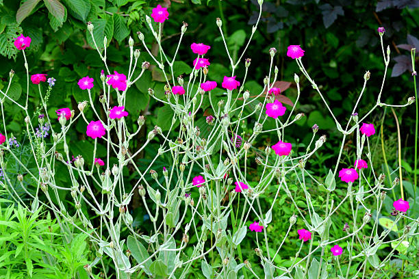 Pink Lychnis Coronaria Flower Seeds – Heirloom, Non-GMO, High Germination Seeds