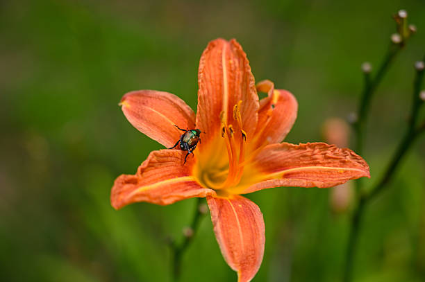 Orange Hemerocallis Flower Seeds – Heirloom, Non-GMO, High Germination Seeds