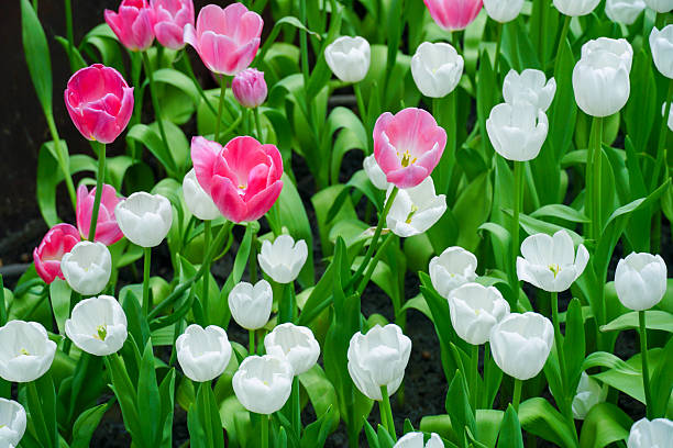 Mixed Siam Tulip Flower Seeds – Heirloom, Non-GMO, High Germination Seeds