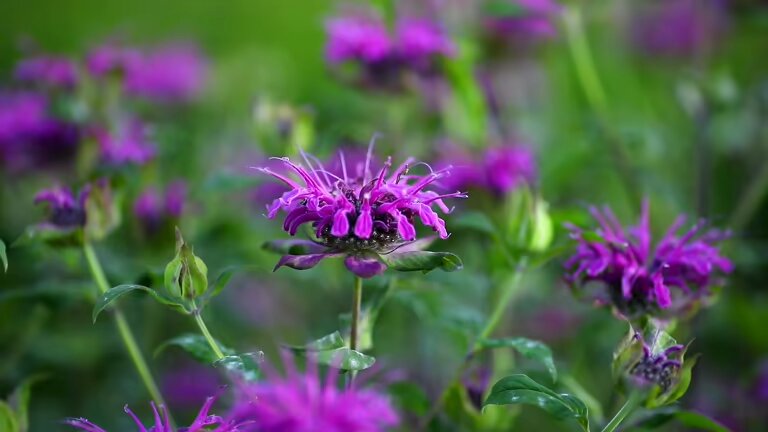 Purple Monarda Flower Seeds – Heirloom, Non-GMO, High Germination Seeds