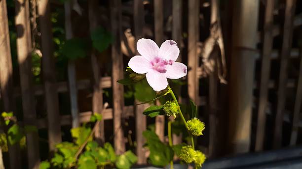 Pale Pink Pimpernel Flower Seeds – Heirloom, Non-GMO, High Germination Seeds