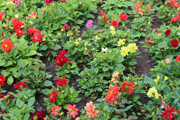 Mixed Begonia Flower Seeds – Heirloom, Non-GMO, High Germination Seeds