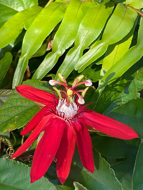 Red Passion Flower Seeds – Heirloom, Non-GMO, High Germination Seeds for Planting