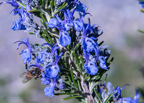 Tuscan Blue Rosemary Herb Seeds – Heirloom, Non-GMO, High Germination Seeds
