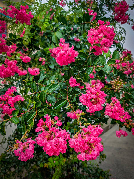 Pink Crepe Myrtle Flower Seeds – Heirloom, Non-GMO, High Germination Seeds