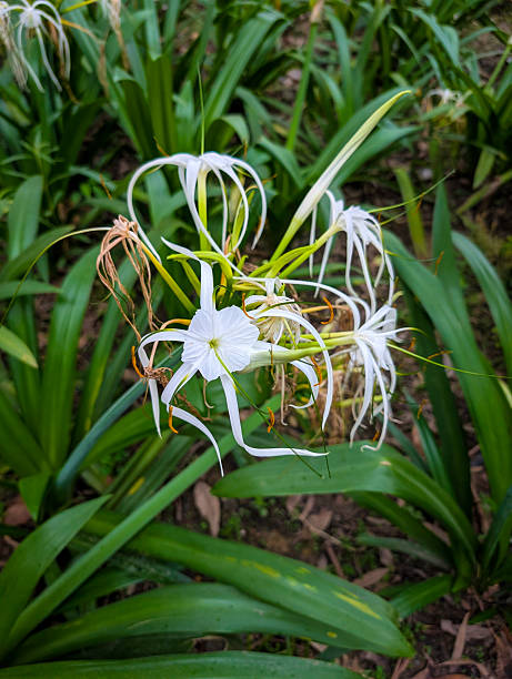 Perennial Amaryllis Flower Seeds – Heirloom, Non-GMO, High Germination Seeds