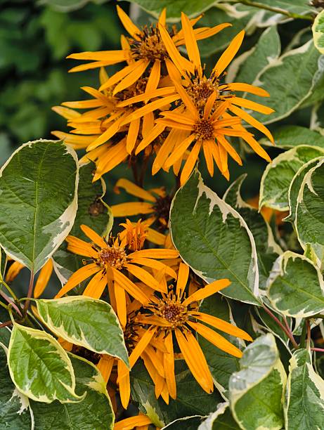 Orange Ligularia Flower Seeds – Heirloom, Non-GMO, High Germination Seeds