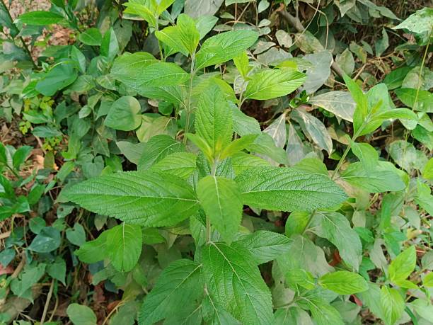Nirgundi Plant Seeds for Planting – Heirloom Non-GMO High Germination Organic Garden Seeds