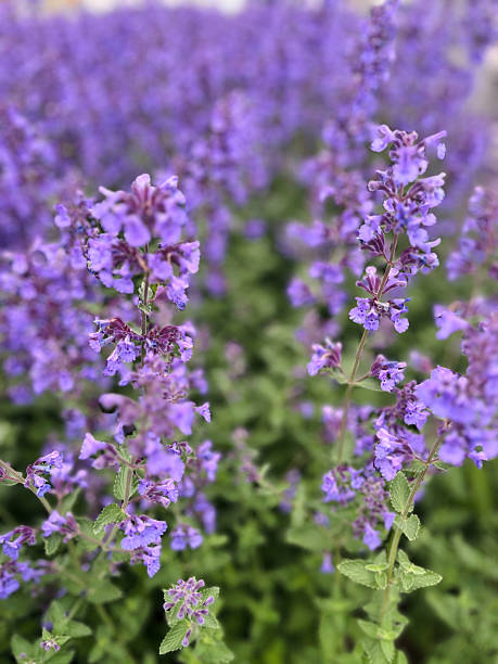 Persian Catmint (Nepeta mussinii) Seeds for Planting – Heirloom, Non-GMO Organic Garden Seeds